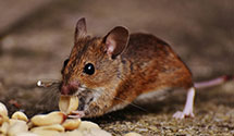 24 Hour & Emergency Exterminators in Livonia, MI